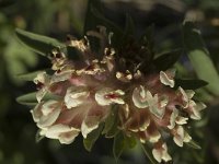 Anthyllis vulneraria ssp forondae 3 Saxifraga-Jan van der Straaten
