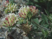 Anthyllis vulneraria ssp maura