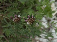 Anthyllis vulneraria ssp rubriflora 4, Saxifraga-Willem van Kruijsbergen
