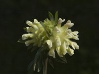 Anthyllis vulneraria ssp vulnerarioides