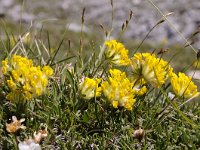 Anthyllis vulneraria 74, Wondklaver, Saxifraga-Luuk Vermeer