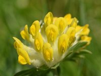 Anthyllis vulneraria 76, Wondklaver, Saxifraga-Sonja Bouwman