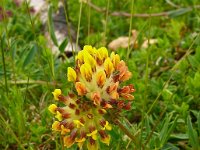 Anthyllis vulneraria 78, Wondklaver, Saxifraga-Hans Grotenhuis