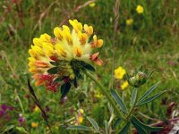 Anthyllis vulneraria 80, Wondklaver, Saxifraga-Hans Grotenhuis