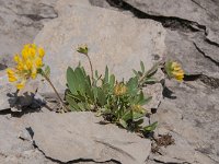 Anthyllis vulneraria75, Wondklaver, Saxifraga-Luuk Vermeer