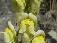 Antirrhinum latifolium 2, Saxifraga-Jan van der Straaten