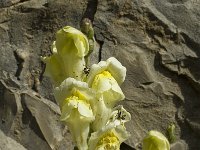 Antirrhinum latifolium 3, Saxifraga-Jan van der Straaten