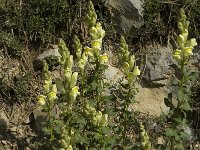 Antirrhinum latifolium 4, Saxifraga-Jan van der Straaten