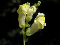 Antirrhinum latifolium 5, Saxifraga-Jan van der Straaten