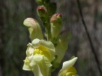 Antirrhinum latifolium 8, Saxifraga-Willem van Kruijsbergen