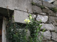 Antirrhinum majus 10, Grote leeuwenbek, Saxifraga-Rutger Barendse