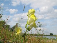 Antirrhinum majus 11, Grote leeuwenbek, Saxifraga-Rutger Barendse