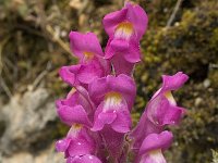 Antirrhinum majus 12, Grote leeuwenbek, Saxifraga-Jan van der Straaten