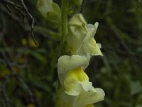 Antirrhinum majus 13, Grote leeuwenbek, Saxifraga-Jan van der Straaten