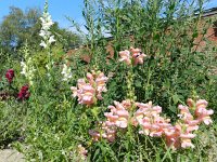 Antirrhinum majus 14, Grote leeuwenbek, Saxifraga-Rutger Barendse