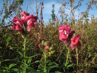 Antirrhinum majus 15, Grote leeuwenbek, Saxifraga-Rutger Barendse