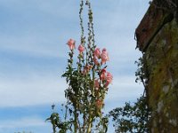 Antirrhinum majus 16, Grote leeuwenbek, Saxifraga-Rutger Barendse