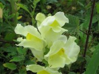 Antirrhinum majus 17, Grote leeuwenbek, Saxifraga-Rutger Barendse