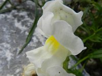 Antirrhinum majus 19, Grote leeuwenbek, Saxifraga-Rutger Barendse