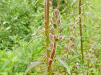 Antirrhinum majus 20, Grote leeuwenbek, Saxifraga-Rutger Barendse