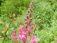 Antirrhinum majus 21, Grote leeuwenbek, Saxifraga-Rutger Barendse