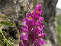 Antirrhinum majus 3, Grote leeuwenbek, Saxifraga-Jan van der Straaten