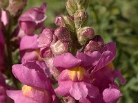 Antirrhinum majus 4, Grote leeuwenbek, Saxifraga-Jan van der Straaten