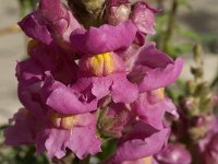 Antirrhinum majus 5, Grote leeuwenbek, Saxifraga-Jan van der Straaten