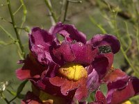 Antirrhinum majus 7, Grote leeuwenbek, Saxifraga-Willem van Kruijsbergen