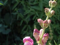 Antirrhinum majus ssp majus 2, Grote leeuwenbek, Saxifraga-Jan van der Straaten