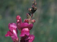 Antirrhinum majus ssp majus 6, Grote leeuwenbek, Saxifraga-Jan van der Straaten