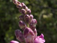 Antirrhinum majus ssp majus 9, Grote leeuwenbek, Saxifraga-Willem van Kruijsbergen