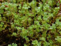 Aphanes australis 11, Kleine leeuwenklauw, Saxifraga-Ed Stikvoort : Loire bij Feurs s9900