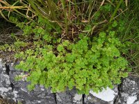 Aphanes australis 12, Kleine leeuwenklauw, Saxifraga-Ed Stikvoort : Spainish Point