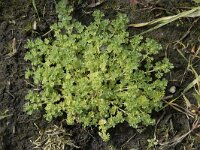 Aphanes australis 13, Kleine leeuwenklauw, Saxifraga-Willem van Kruijsbergen