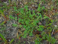 Aphanes australis 10, Kleine leeuwenklauw, Saxifraga-Ed Stikvoort