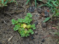 Aphanes australis 6, Kleine leeuwenklauw, Saxifraga-Ed Stikvoort