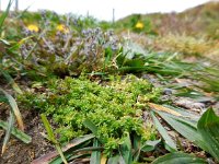 Aphanes australis 8, Kleine leeuwenklauw, Saxifraga-Ed Stikvoort