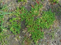 Aphanes australis 9, Kleine leeuwenklauw, Saxifraga-Ed Stikvoort