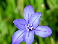 Aphyllanthes monspeliensis 26, Saxifraga-Sonja Bouwman  Aphyllantes monspeliensis - Asparagaceae familie