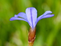 Aphyllanthes monspeliensis 27, Saxifraga-Sonja Bouwman  Aphyllantes monspeliensis - Asparagaceae familie