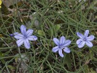 Aphyllanthes monspeliensis 28, Saxifraga-Willem van Kruijsbergen