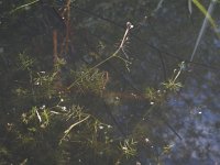 Apium inundatum, Lesser Marshwort