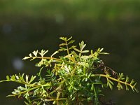 Apium inundatum 2, Ondergedoken moerasscherm, Saxifraga-Hans Dekker