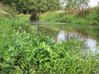 Apium nodiflorum, Fool's Water-cress