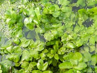 Apium nodiflorum 10, Groot moerasscherm, Saxifraga-Rutger Barendse