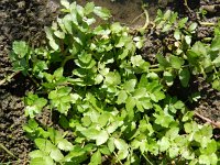 Apium nodiflorum 12, Groot moerasscherm, Saxifraga-Rutger Barendse