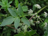 Apium nodiflorum 2, Groot moerasscherm, Saxifraga-Rutger Barendse