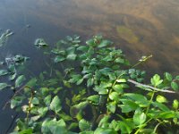 Apium nodiflorum 3, Groot moerasscherm, Saxifraga-Rutger Barendse