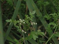 Apium nodiflorum 5, Groot moerasscherm, Saxifraga-Jasenka Topic